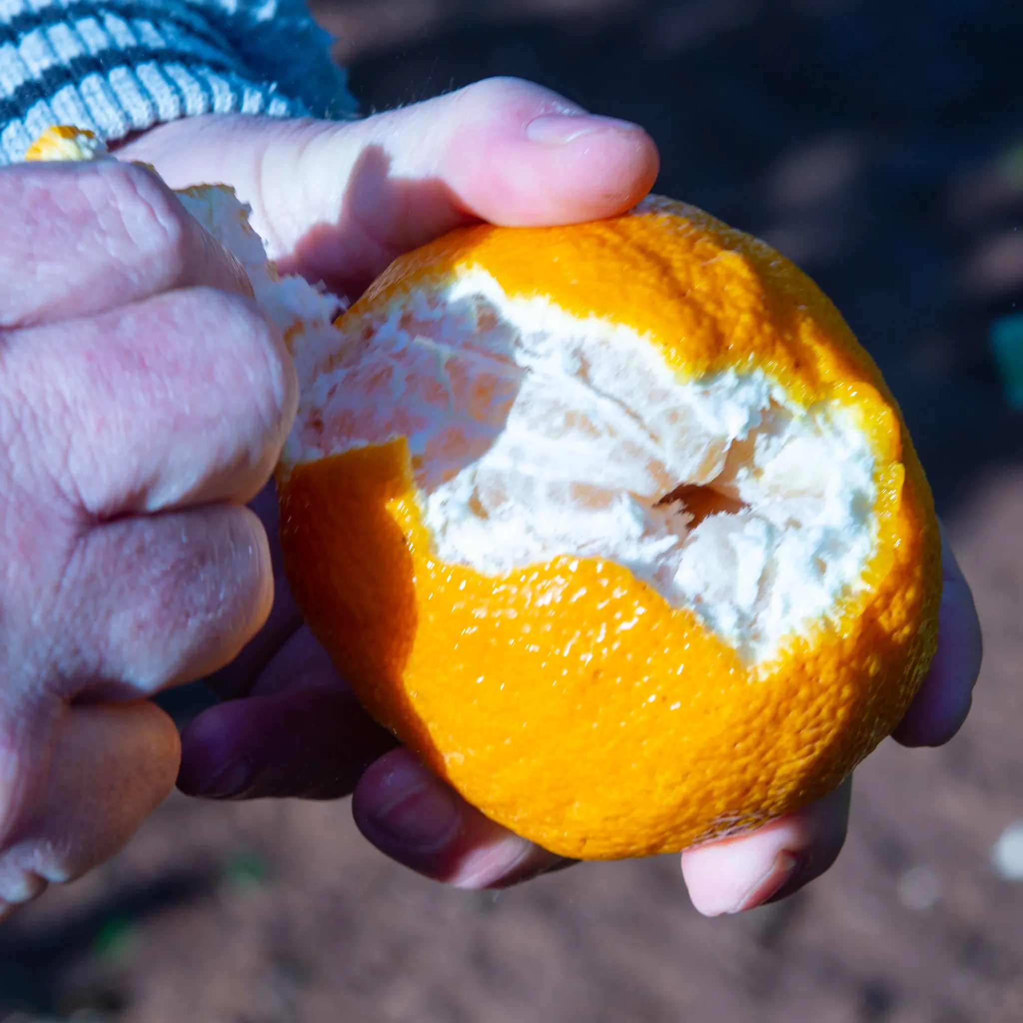 Shiranui Mandarin Orange Tree