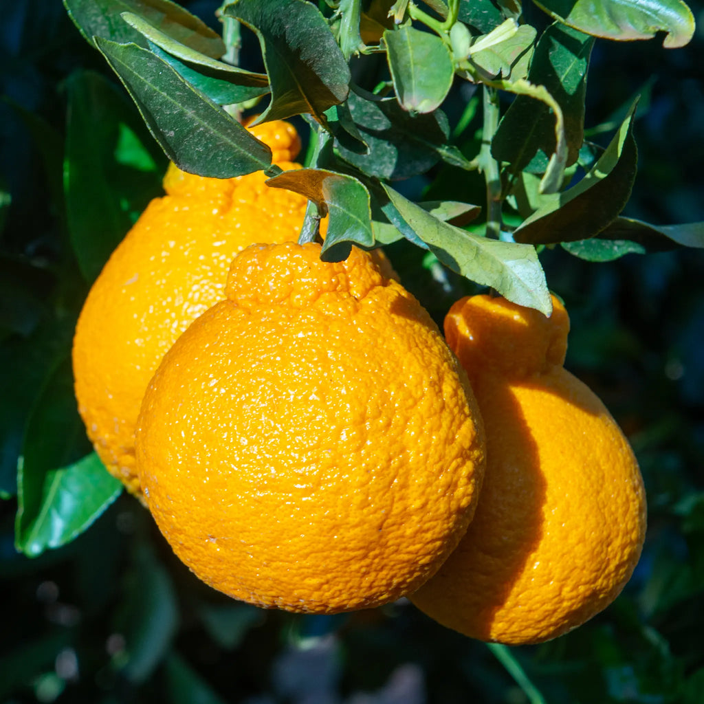 Shiranui Mandarin Orange Tree