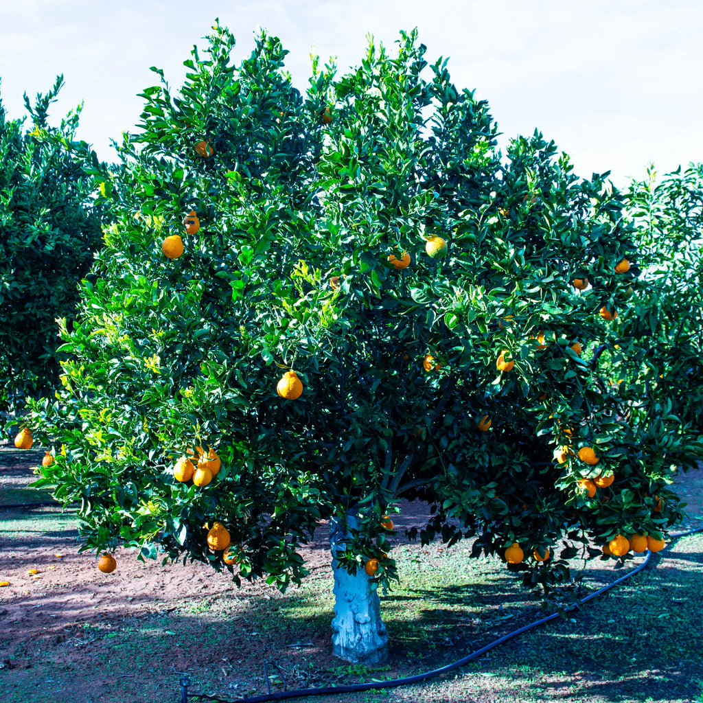 Shiranui Mandarin Orange Tree