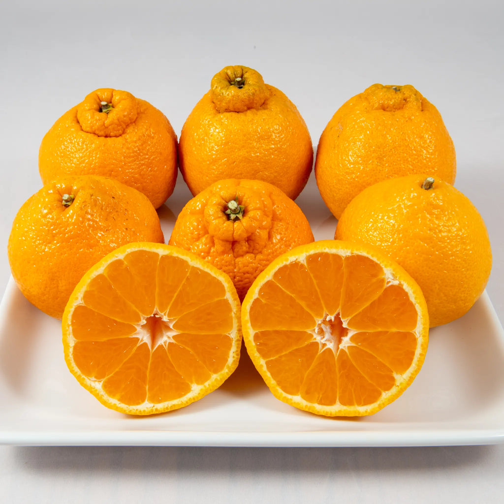 Shiranui Mandarin Orange Tree