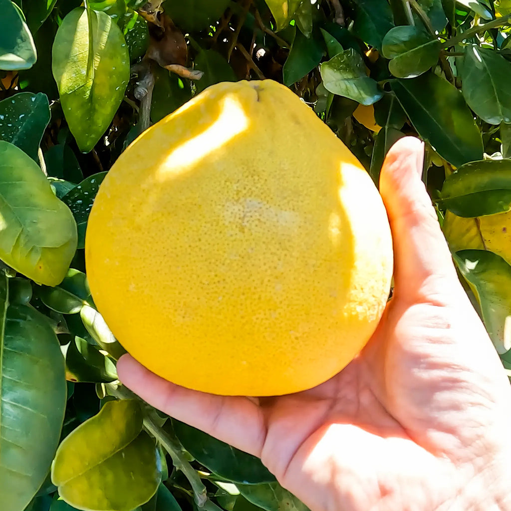 Tahitian Pummelo Tree