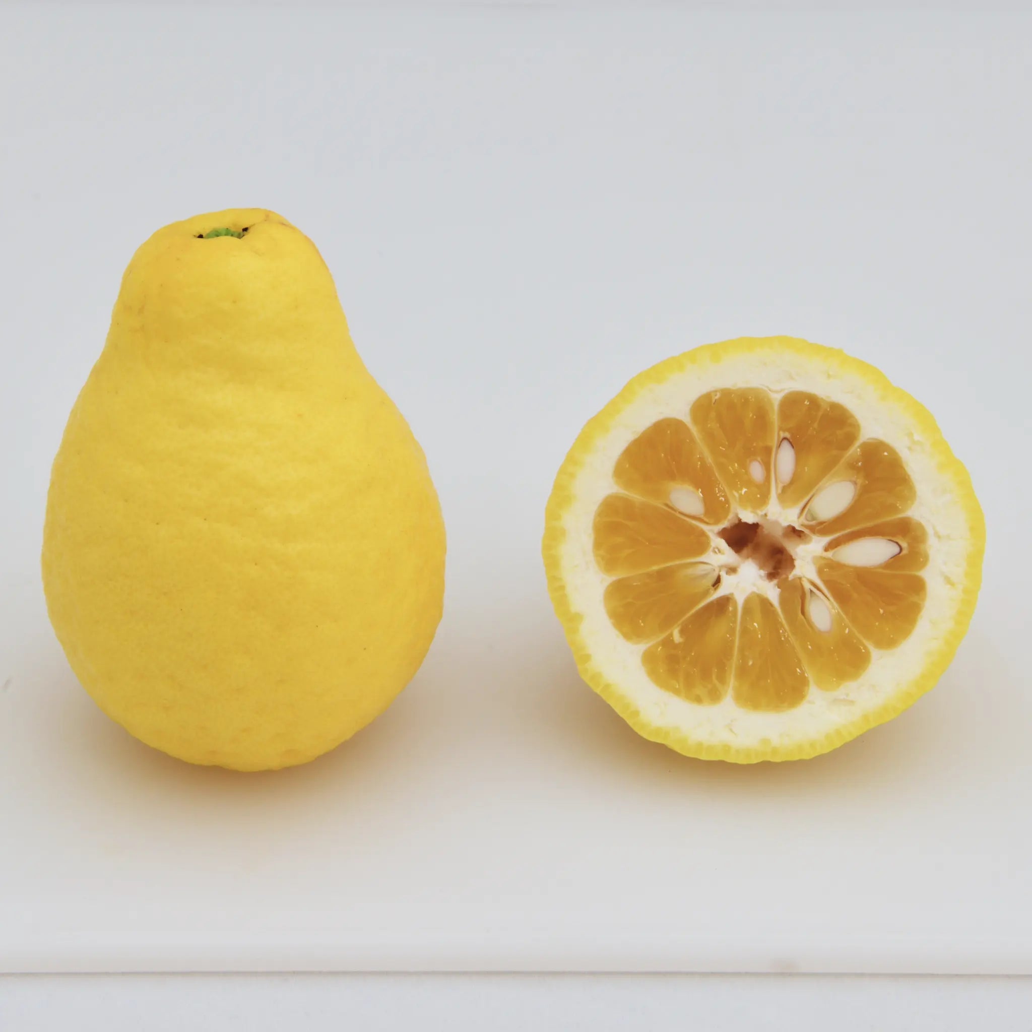 Japanese Lemonade Tree (Ujukitsu)