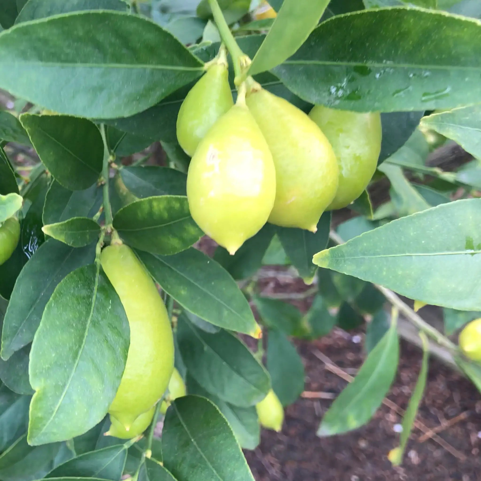 Tavares Limequat Tree