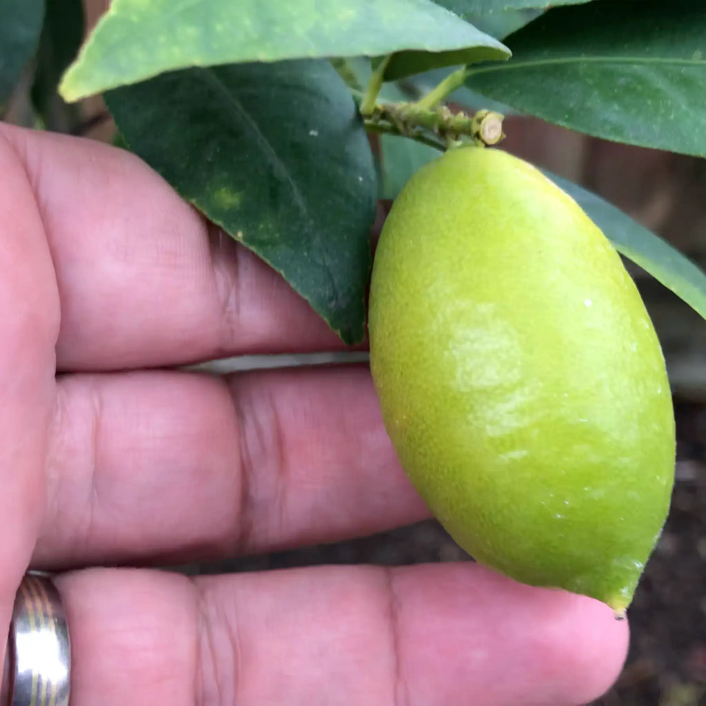 Tavares Limequat Tree