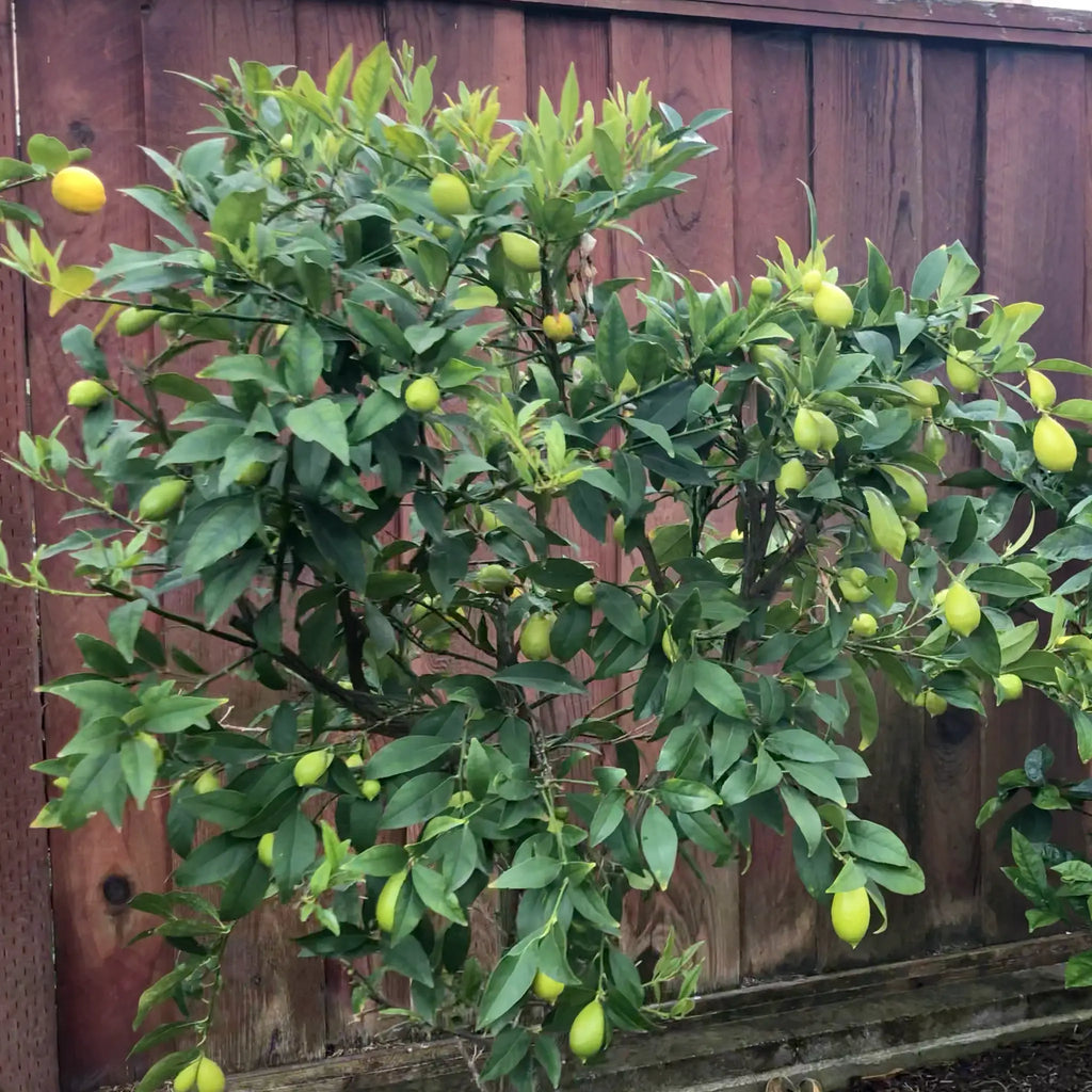 Tavares Limequat Tree