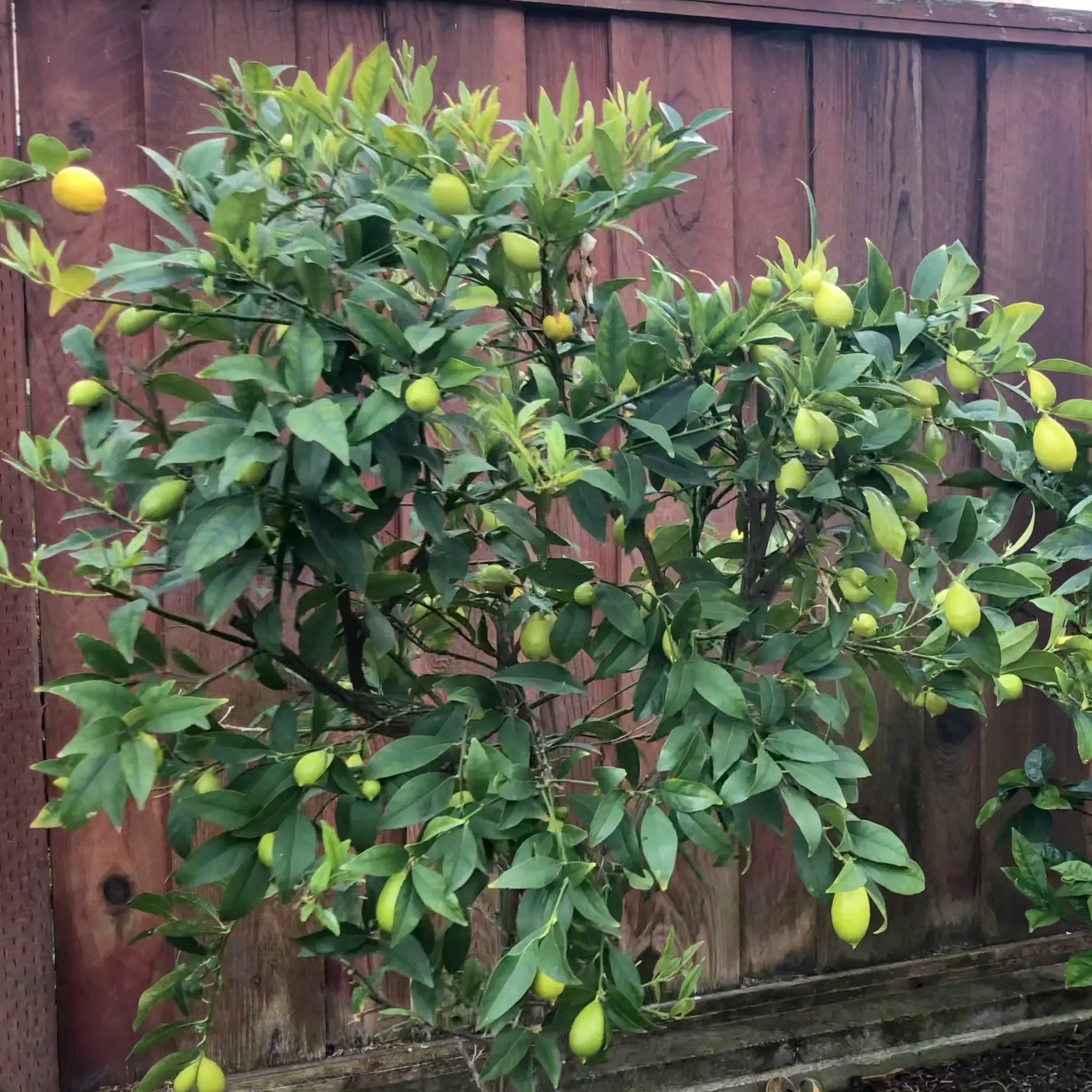 Tavares Limequat Tree